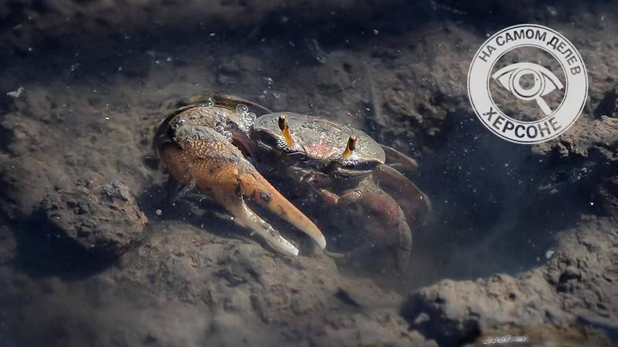 Одной моли нам мало. В Азовском море расплодился краб-вселенец