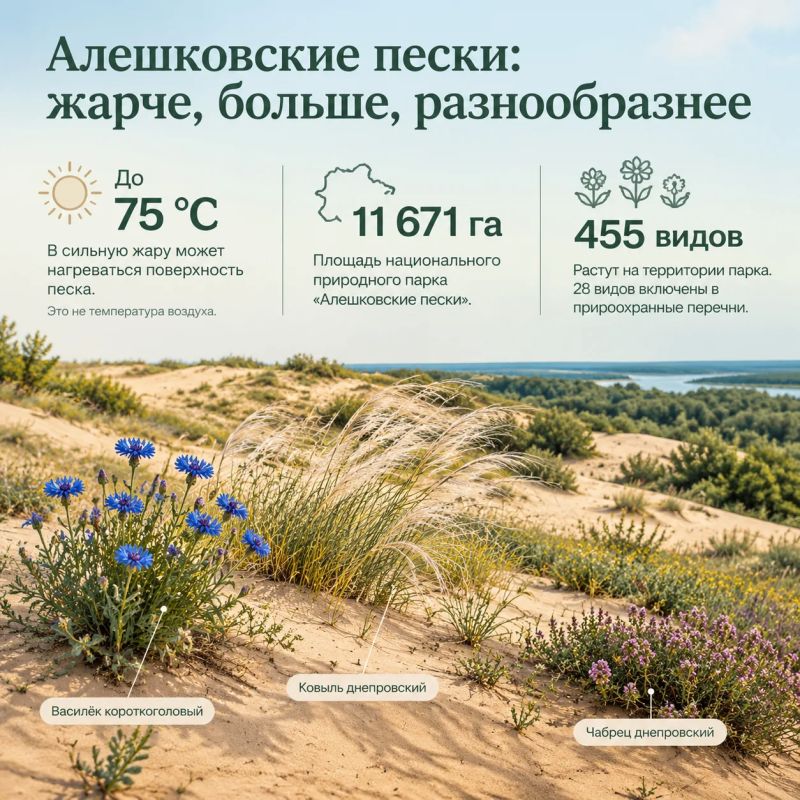Эко-миф: Алешковские пески всегда были пустыней Эко-миф: Алешковские пески всегда были пустыней