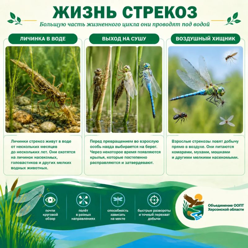 Стрекоза – древний летающий хищник, который живёт рядом с нами Стрекоза – древний летающий хищник, который живёт рядом с нами