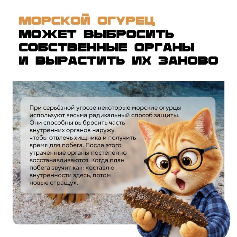 Акула, которая живёт 500 лет, жук с химической пушкой и шторм размером с две Земли Акула, которая живёт 500 лет, жук с химической пушкой и шторм размером с две Земли