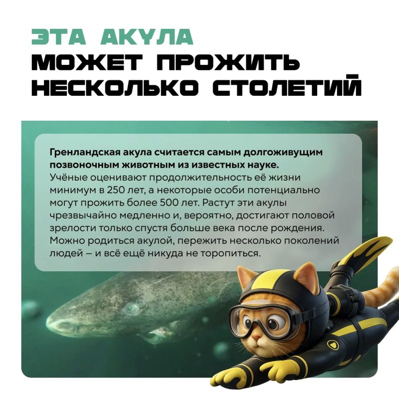 Акула, которая живёт 500 лет, жук с химической пушкой и шторм размером с две Земли Акула, которая живёт 500 лет, жук с химической пушкой и шторм размером с две Земли
