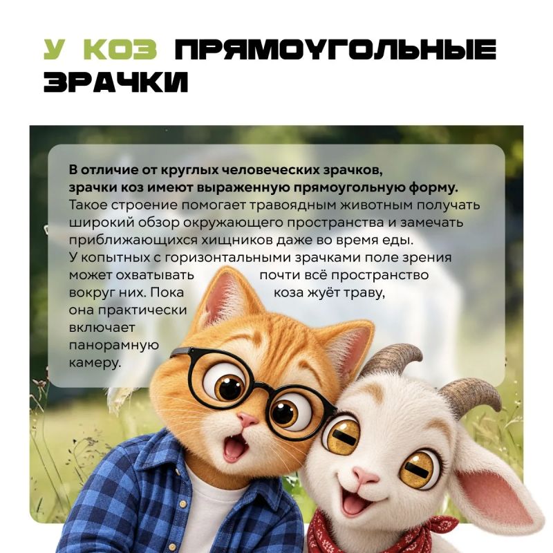 Акула, которая живёт 500 лет, жук с химической пушкой и шторм размером с две Земли Акула, которая живёт 500 лет, жук с химической пушкой и шторм размером с две Земли