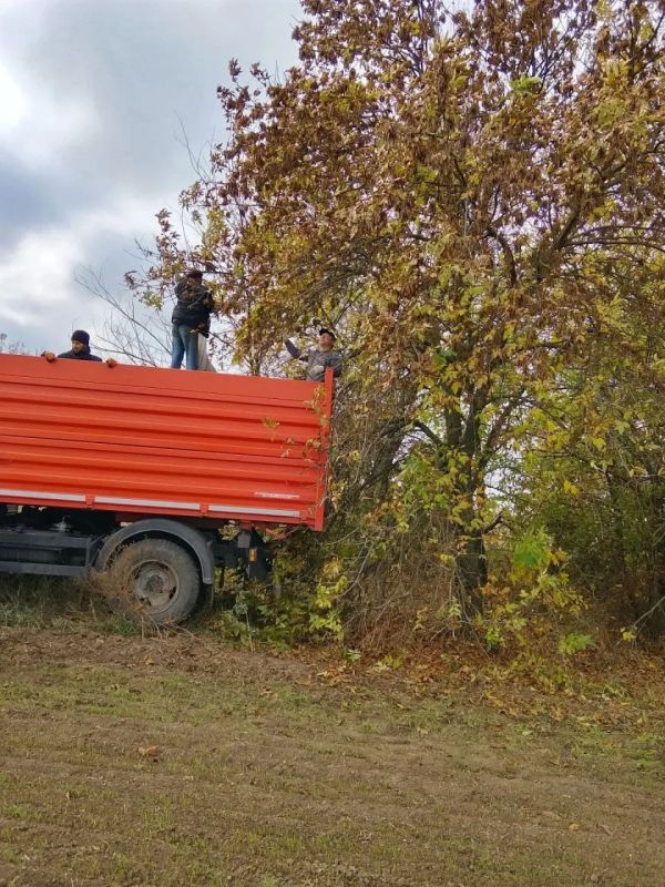 Ясень, каштан, лох и можжевельник: Новотроицкий лесхоз формирует семенной фонд региона Ясень, каштан, лох и можжевельник: Новотроицкий лесхоз формирует семенной фонд региона