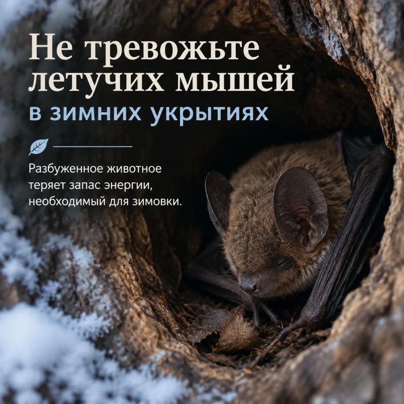 Правда ли, что летучие мыши исчезают до весны? Правда ли, что летучие мыши исчезают до весны?
